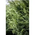Produktbild: Juniperus Virginiana Canaertii Virginischer Wacholder 100–125 cm