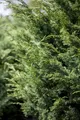 Produktbild: Pflanzen für Dich Konifere Juniperus virgin. 'Canaertii', 1 St., Virginischer Wacholder, Rot-Zeder, säulenförmig, immergrün