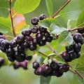 Produktbild: Apfelbeere Hugin Aronia melanocarpa kompakte Sorte für Kübelpflanzung 30-40 cm mit 3 Liter Topfballen