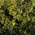 Produktbild: Hochstamm Lorbeerkirsche Sofia 100-125cm - Prunus,aurocerasus