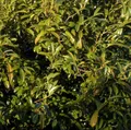 Produktbild: Hochstamm Lorbeerkirsche Sofia® 100-125cm - Prunus laurocerasus