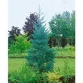 Produktbild: Sequoiadendron Giganteum Glaucum Mammutbaum Blaugrün 80–100 cm