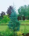 Produktbild: Sequoiadendron giganteum 'Glaucum', Mammutbaum, blaugrün, 80–100 cm