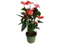 Produktbild: Plant in a Box - Flamingoblume - Anthurium 'Maine Pink' - Höhe 55-70cm - ø17cm
