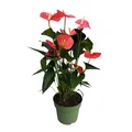 Produktbild: Plant in a Box - Flamingoblume - Anthurium 'Maine Pink' - Höhe 55-70cm - Topf 17cm - Blühende Zimmerpflanze