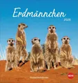 Produktbild: Erdmännchen Postkartenkalender 2026: Jeden Monat eine süße Postkarte. Fotokalender für Tierfreunde. Kleiner Tischkalender zum Aufstellen und Aufhängen im Postkartenformat. (Postkartenkalender Heye)