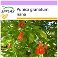 Produktbild: SAFLAX - Zwerg - Granatapfel - 50 Samen - Punica granatum nana