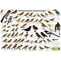 Produktbild: Planet Poster Editions Poster Einheimische Gartenvögel