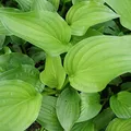 Produktbild: Blumixx Stauden Hosta Plantaginea-Hybride 'Royal Standard' – Funkie im 1,0L Topf, weiß blühend, duftend, winterhart & pflegeleicht, für Sonne & Halbschatten, ideal als Bodendecker & Beetstaude