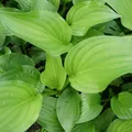 Produktbild: Blumixx Stauden Hosta Plantaginea-Hybr. 'Royal Standard' - Funkie