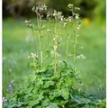 Produktbild: Akelei Green Apples - Aquilegia vulgaris