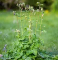 Produktbild: Akelei Green Apples - Aquilegia vulgaris