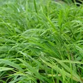 Produktbild: Blumixx Stauden Japanwaldgras – Hakonechloa macra grünlich – Ziergras winterhart & pflegeleicht, ideal für Schatten & Halbschatten, dekorativ im Garten & Kübel