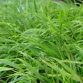 Produktbild: Hakonechloa macra - Japanwaldgras Staude Halbschatten Ziergras