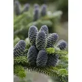 Produktbild: Abies koreana 'Blue Emperor', Koreatanne, blaugrün, 40–60 cm