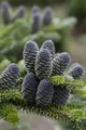 Produktbild: Pflanzen für Dich Konifere Abies koreana Blue Emperor, 1 St., Koreanische Tanne, Blaue Koreatanne, blaugrün, kompaktwüchsig