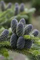 Produktbild: Abies koreana 'Blue Emperor', Koreatanne, blaugrün, 40–60 cm