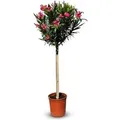 Produktbild: Sunny-Tree Oleander auf Stamm Farbe Rot Nerium Oleander Höhe 140-160 cm Pflanze für Draußen Immergrün im Winter Mediterrane Pflanze