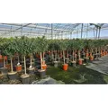 Produktbild: Sunny Tree - Pflanze - Oleander auf Stamm - Nerium Oleander - Höhe 160 cm - Farbe Rot - Pflanze für draußen - Immergrün im Winter - Rot