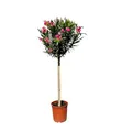 Produktbild: Sunny Tree - Pflanze - Oleander auf Stamm - Nerium Oleander - Höhe 150-170 cm - Farbe Rot - Immergrün im Winter - Mediterrane Pflanze