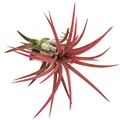 Produktbild: Fangblatt - Tillandsia ionantha 'Red' - rote Tillandsie - ca. 5-6 cm lang - exotische Aufsitzpflanze - lebende Dekoration