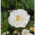 Produktbild: Hochstamm Rose Diamant 80-100cm