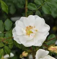 Produktbild: Hochstamm Rose Diamant® 80-100cm