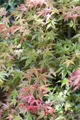 Produktbild: Acer palmatum 'Deshojo', Japanischer Ahorn, leuchtend rot, 80–100 cm