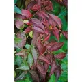 Produktbild: Diervilla Lonicera Buschgeißblatt 40–60 cm