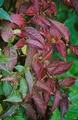 Produktbild: Pflanzen für Dich Gehölze Diervilla lonicera, 1 St., Busch-Geißblatt, Niedriges Geißblatt