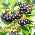 Produktbild: Aronia, Apfelbeere `Hugin´, ca. 60cm, im Topf