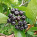 Produktbild:  Aronia `Aron´, schwarze Apfelbeere, mehrtriebiger Strauch, 60-80cm im 3L-Topf