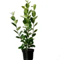 Produktbild: Aronia Viking schwarze Apfelbeere reichtragende Sorte ca. 40-60 cm 3,5 L Topf