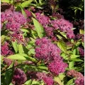 Produktbild: Sommerspierstrauch Zigeunerblut 20-30cm - Spiraea japonica