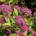 Produktbild: Sommerspierstrauch Zigeunerblut 20-30cm - Spiraea japonica