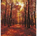 Produktbild: HOME FASHION Papierserviette 20 Servietten Autumn Forest - Sonniger Herbstwald 33x33cm, (20 St)