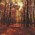 Produktbild: 20 Servietten Autumn Forest Sonniger Herbst Wald Bäume Blätter Tischdeko 33x33cm