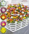 Produktbild: BALDUR Garten 5er Winterharte Eisblumen Wheels of Wonder® Farbmix, Pflanzen im 9x9 cm-Topf, Delosperma congesta, winterharte Staude, trockenresistent, mehrjährig, bienenfreundlich, blühend