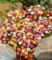 Produktbild: BALDUR Garten Bodendecker Winterharte Eisblumen 'Wheels of Wonder®' 5er Farbmix, 5 St., Mittagsblume, reichblühend, winterhart, mehrjährig, pflegeleicht