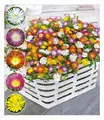 Produktbild: Winterharte Eisblumen 