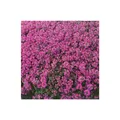 Produktbild: Thymus praecox 'Red Carpet', Teppich-Thymian, rotblühend, ca. 9x9 cm Topf