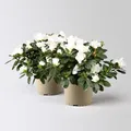 Produktbild: Azalee weiß, gefüllt, Topf-Ø 14 cm, Höhe ca. 30 cm, 2 Stück