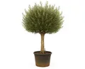 Produktbild: Palms-Store Olivenbaum Olea Europaea 