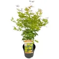 Produktbild: Plant in a Box Japanischer Ahorn - Acer palmatum Orange Lace Höhe 60-70cm
