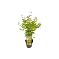 Produktbild: Plant in a Box - Japanischer Ahorn - Acer palmatum 'Orange Lace' - Höhe 60-70cm - Topf 19cm