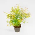 Produktbild: Plant in a Box - Acer Palmatum 'Orange Lace' - Japanischer Ahorn - Schöne leuchtende Farben - Topf 19cm - Höhe 60-70cm