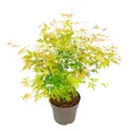 Produktbild: Plant in a Box  Japanischer Ahorn Acer palmatum 'Orange Lace' 60cm Baum