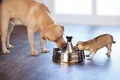 Produktbild: PetSafe Edelstahl-Trinkbrunnen 360 Trinkbrunnen Hund Katze