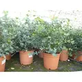 Produktbild: 2x XXL Eucalyptus Busch Eukalyptusbaum 40 - 60 cm, Pflanze winterhart