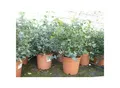 Produktbild: 2x XXL Eucalyptus Busch Eukalyptusbaum 40 - 60 cm, Pflanze winterhart